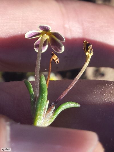 Zaluzianskya pusilla, photographed by Chris Vynbos