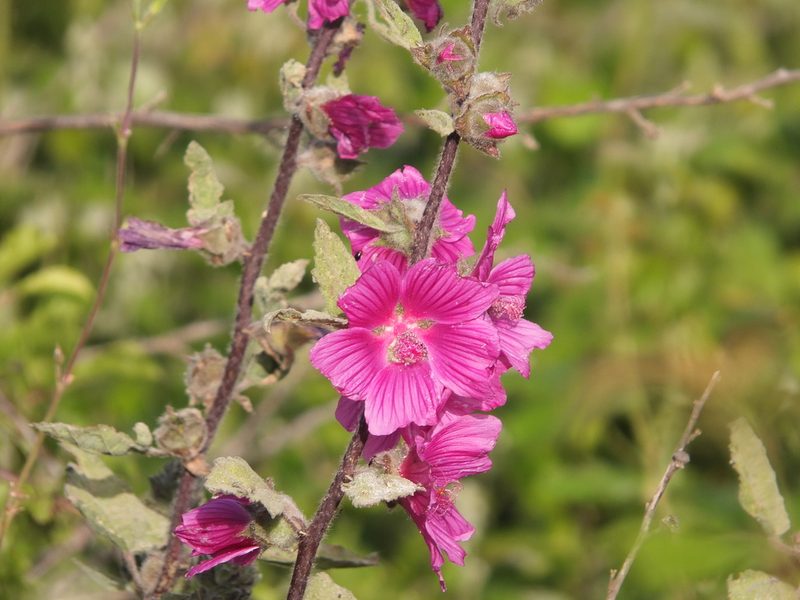Malva olbia, photographed by Aissa Djamel Filali