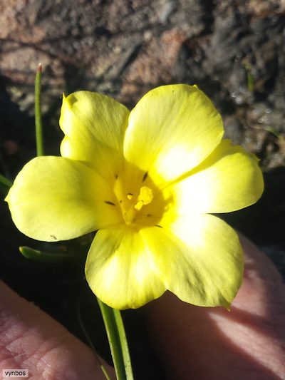 Moraea citrina, photographed by Chris Vynbos