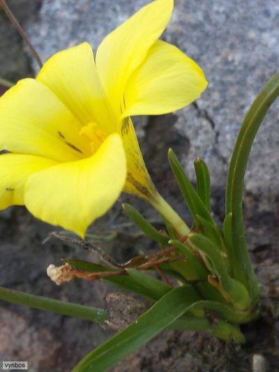 Moraea citrina, photographed by Chris Vynbos