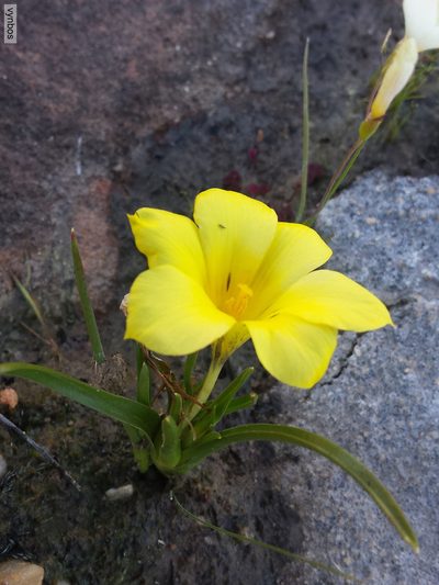 Moraea citrina, photographed by Chris Vynbos
