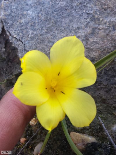 Moraea citrina, photographed by Chris Vynbos