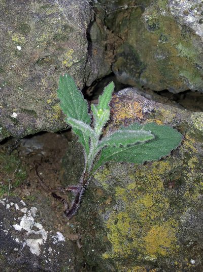 Senecio scaberulus, photographed by Peter de Lange