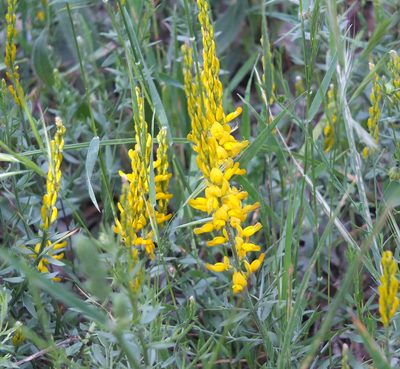 Genista tricuspidata, photographed by Aissa Djamel Filali