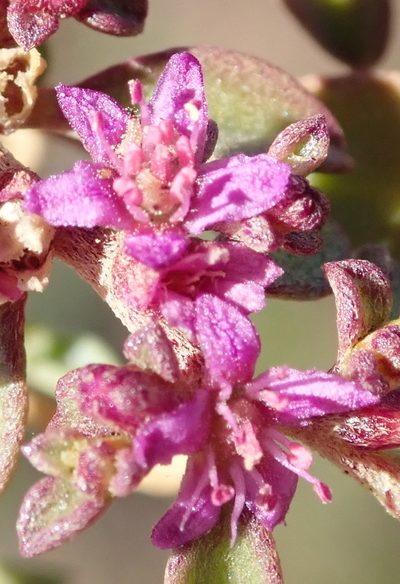 Aizoon portulacaceum, photographed by Nicola van Berkel