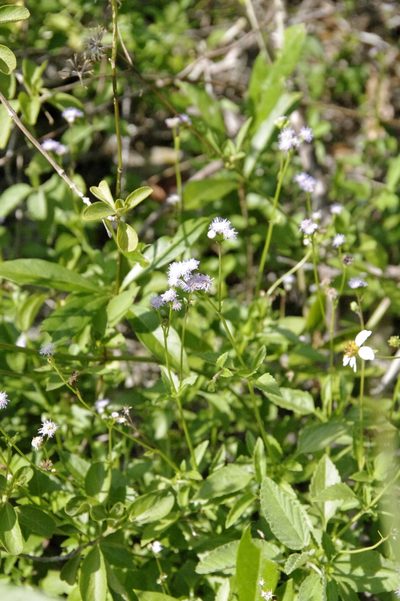 Ageratum maritimum, photographed by Eric Knight