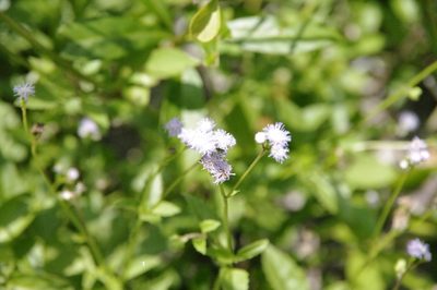 Ageratum maritimum