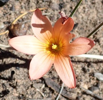 Romulea setifolia, photographed by Nicola van Berkel