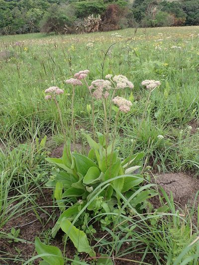 Helichrysum griseum, photographed by Peter Warren