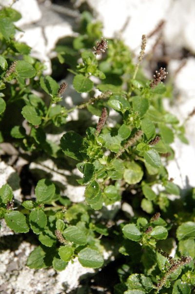 Acalypha pygmaea, photographed by Eric Knight