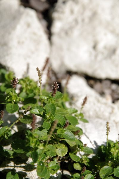 Acalypha pygmaea, photographed by Eric Knight