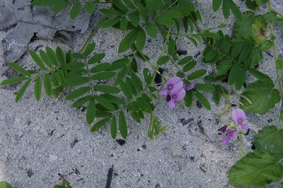 Tephrosia cinerea, photographed by Eric Knight