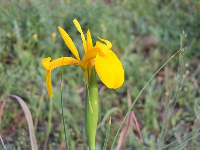Iris juncea, photographed by Aissa Djamel Filali