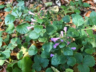 Clinopodium menthifolium, photographed by Jason Grant