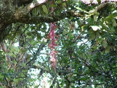 Tillandsia eizii, photographed by Neptalí Ramírez Marcial