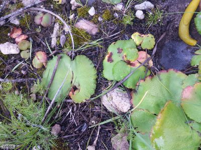 Crassula saxifraga, photographed by Chris Vynbos