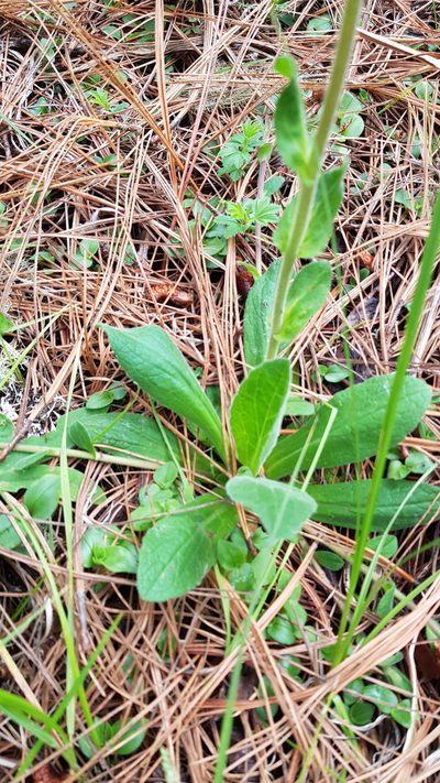 Osbertia stolonifera, photographed by Eugenio Padilla