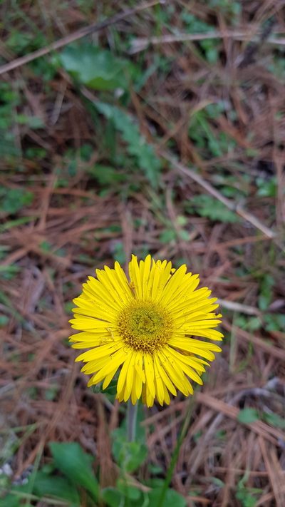 Osbertia stolonifera, photographed by Eugenio Padilla