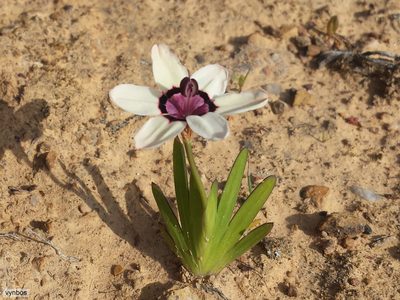 Sparaxis elegans, photographed by Chris Vynbos