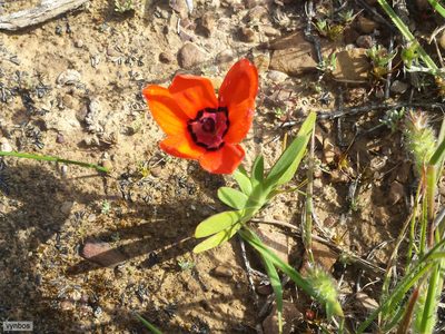 Sparaxis elegans, photographed by Chris Vynbos