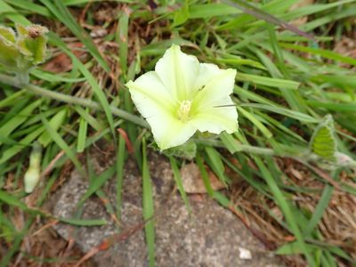 Convolvulus natalensis, photographed by Peter Warren