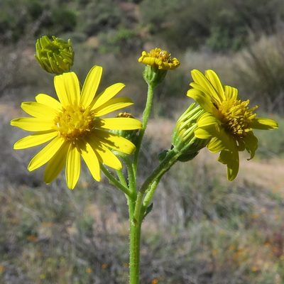 Osteospermum microcarpum, photographed by Kevin Murray