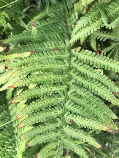 Dryopteris affinis, photographed by Emily Chebul