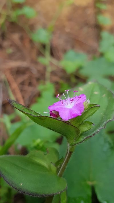 Tradescantia commelinoides, photographed by Eugenio Padilla
