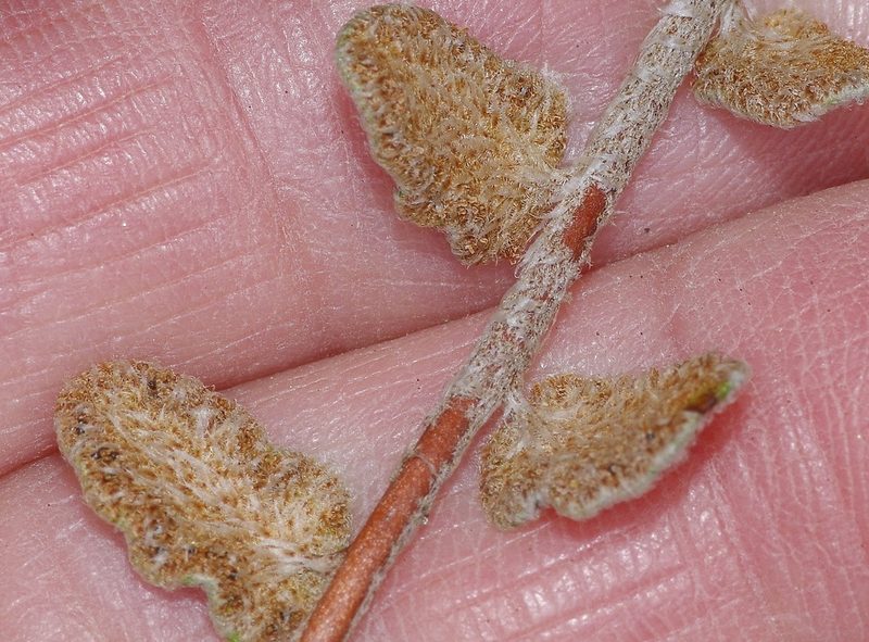 Astrolepis windhamii, photographed by Michelle W. （鍾偉瑋）