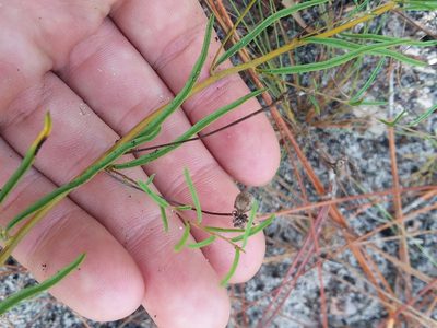 Stylisma pickeringii, photographed by Will McFarland