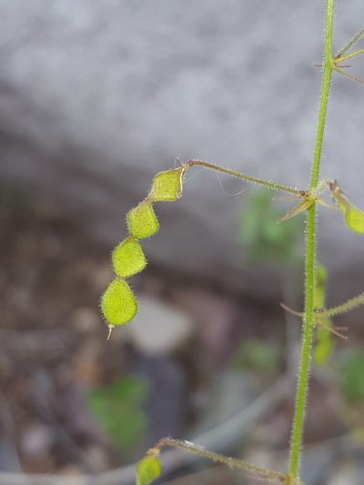 Desmodium rosei, photographed by Alex Abair