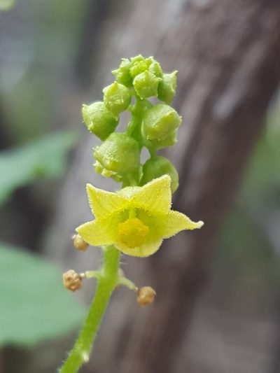 Sicyos glaber, photographed by Alex Abair