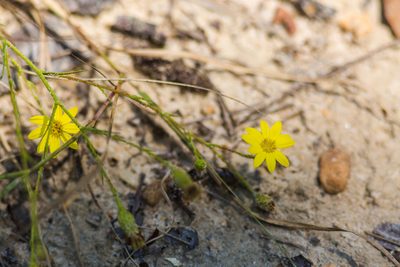 Pityopsis aspera, photographed by Melissa McMasters