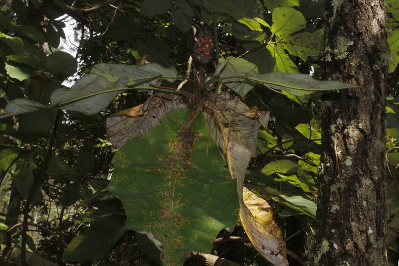 Magnolia dealbata, photographed by Juan Cruzado Cortés