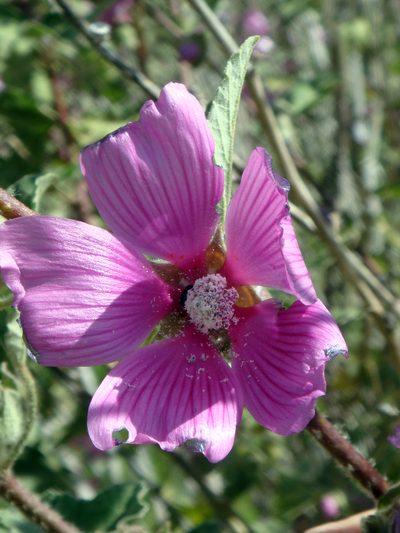 Malva olbia, photographed by Peter de Lange