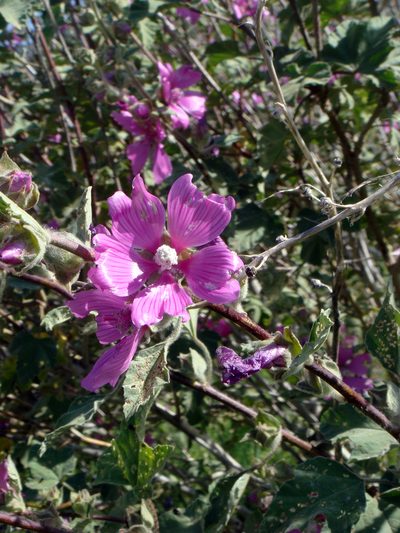 Malva olbia, photographed by Peter de Lange