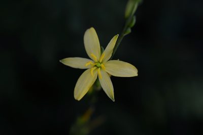Echeandia breedlovei, photographed by Neptalí Ramírez Marcial