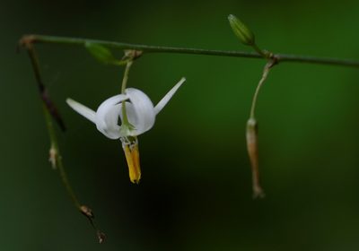 Echeandia parviflora, photographed by Neptalí Ramírez Marcial