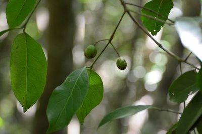 Elaeodendron xylocarpum, photographed by Neptalí Ramírez Marcial