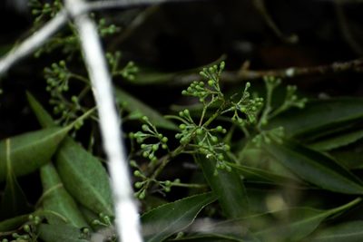 Maytenus chiapensis, photographed by Neptalí Ramírez Marcial