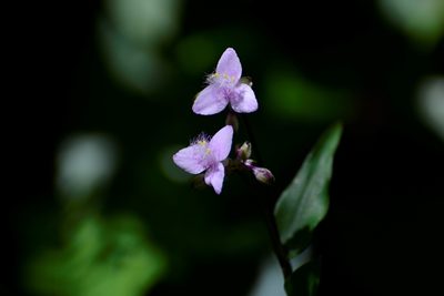 Tripogandra amplexicaulis, photographed by Neptalí Ramírez Marcial