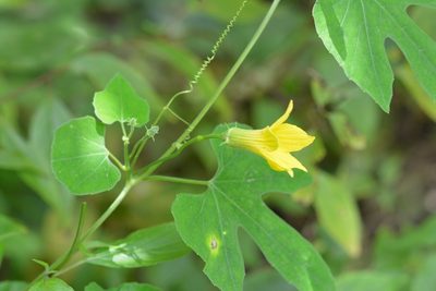 Schizocarpum longisepalum, photographed by Neptalí Ramírez Marcial