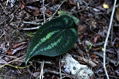 Dioscorea cyanisticta, photographed by Neptalí Ramírez Marcial