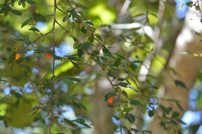 Erythroxylum guatemalense, photographed by Neptalí Ramírez Marcial
