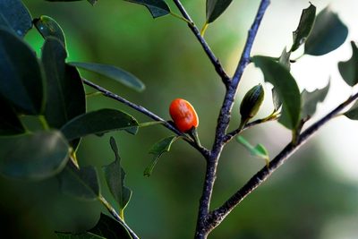 Erythroxylum guatemalense, photographed by Neptalí Ramírez Marcial