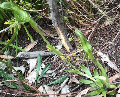 Pterostylis plumosa, photographed by gorcc_enviroed