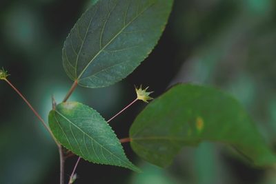 Acalypha leptopoda, photographed by Neptalí Ramírez Marcial