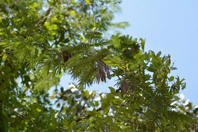 Leucaena collinsii, photographed by Neptalí Ramírez Marcial