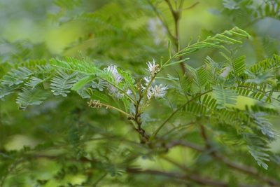 Mimosa platycarpa, photographed by Neptalí Ramírez Marcial