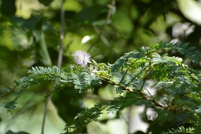 Mimosa platycarpa, photographed by Neptalí Ramírez Marcial